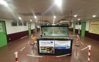 Un système aquaponique de démonstration à l’Athénée Royale de Huy (Belgique)
